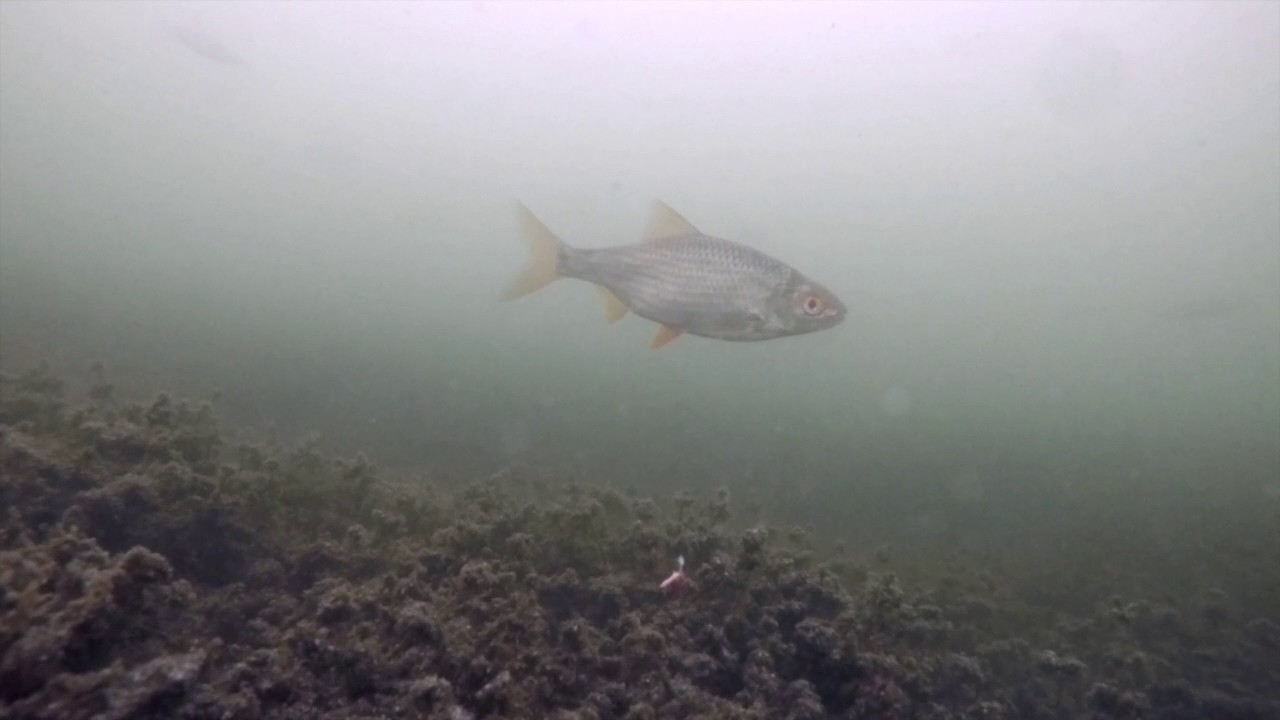 Poledine kuoju plakiu zukle / Ice fishing roach bream