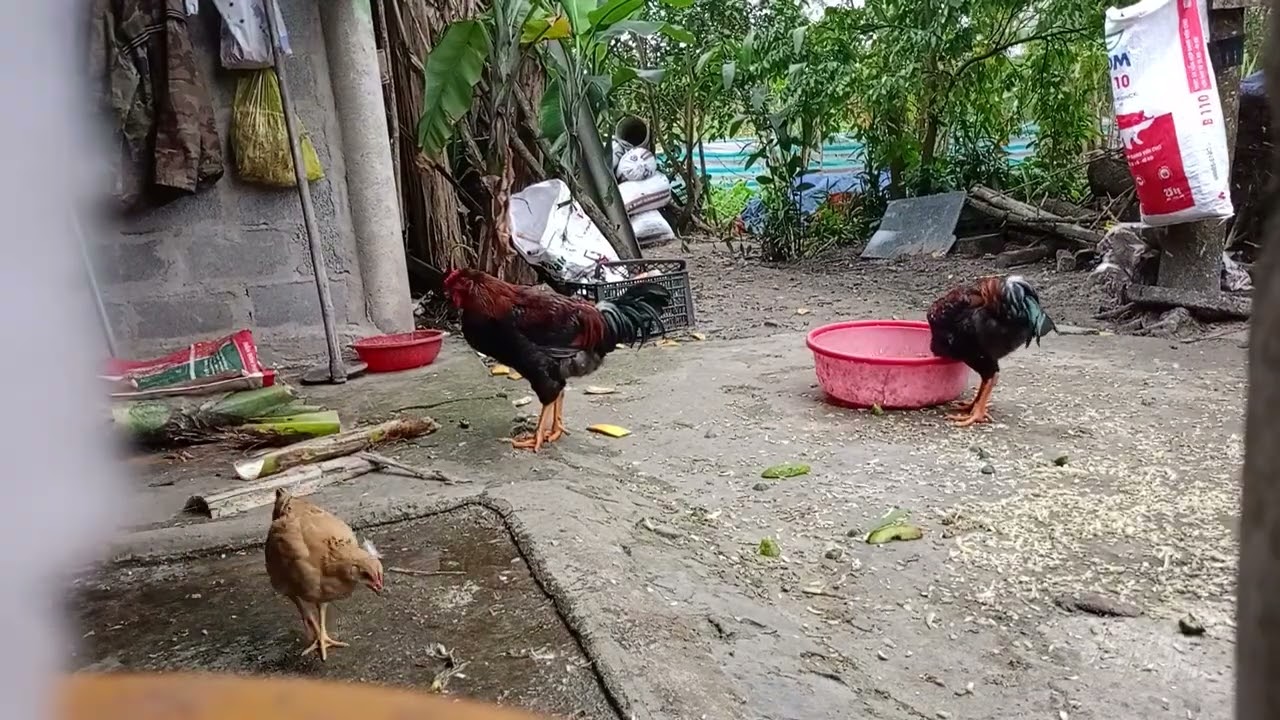 Connecting with Nature: The Essence of Rural Life