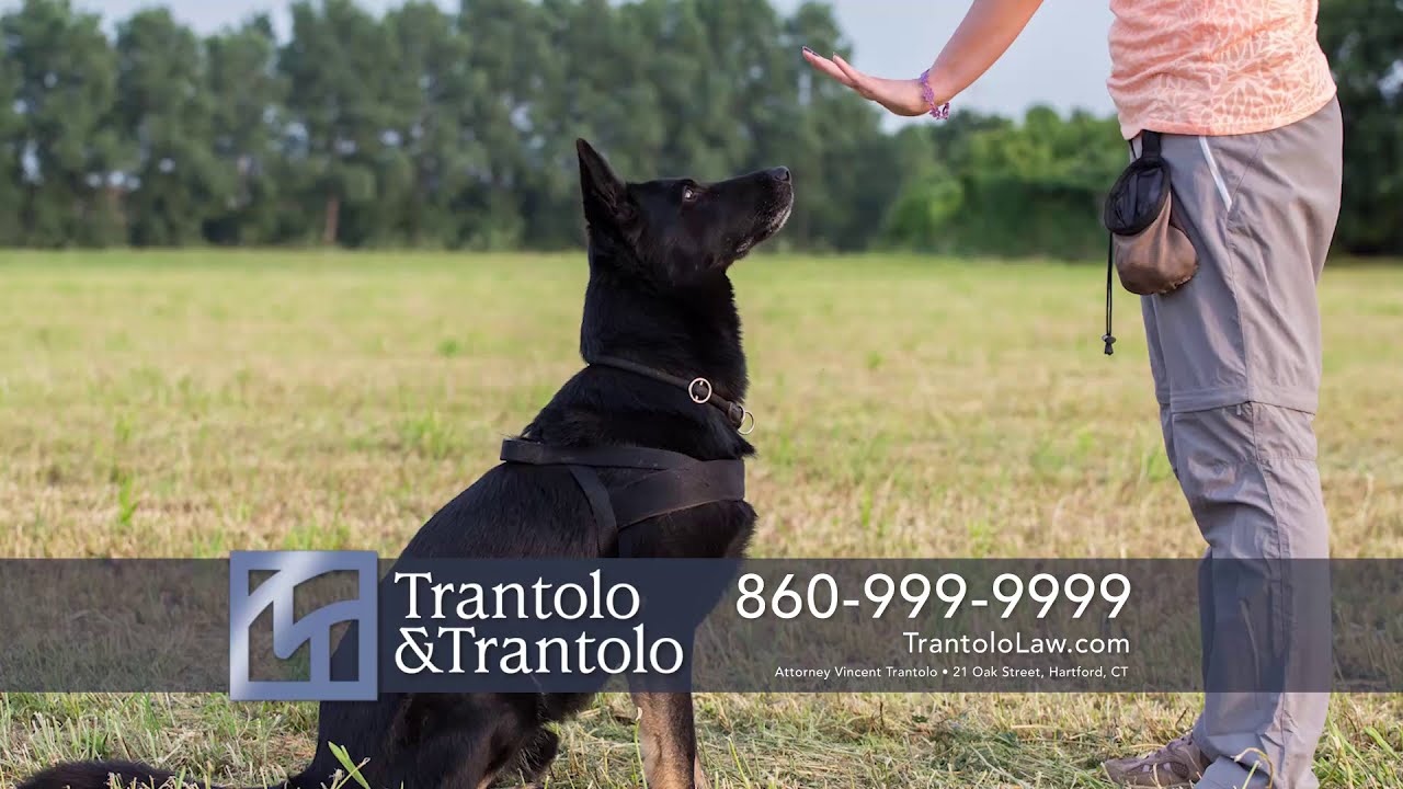 CT's Dog Bite Attorneys | Trantolo & Trantolo