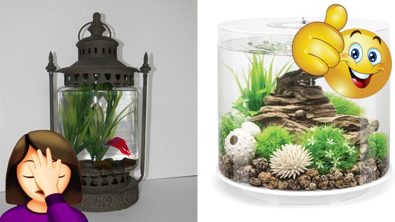 Best And Worst Betta Fish Tank Set Ups Episode 9 | Tuesday Tank Reviews