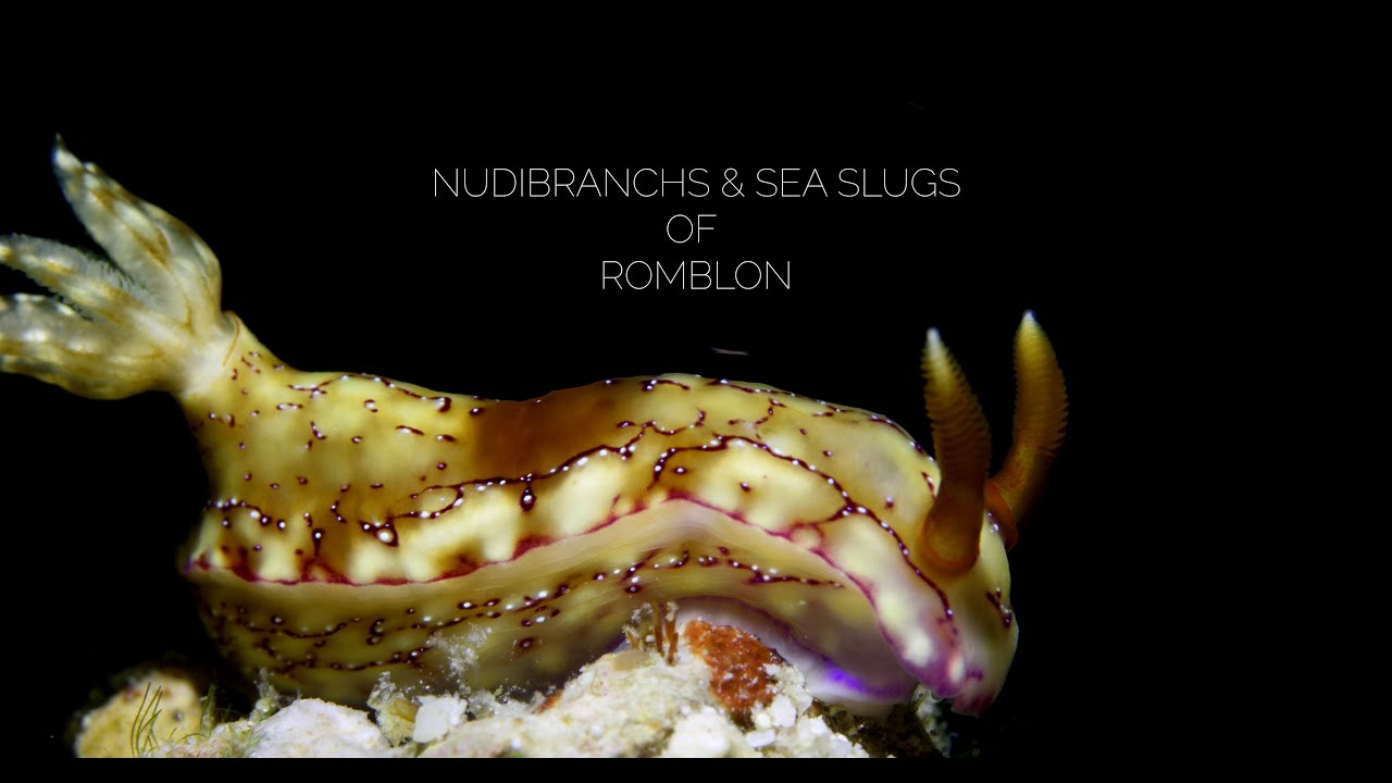 Nudibranchs and Sea Slugs of Romblon
