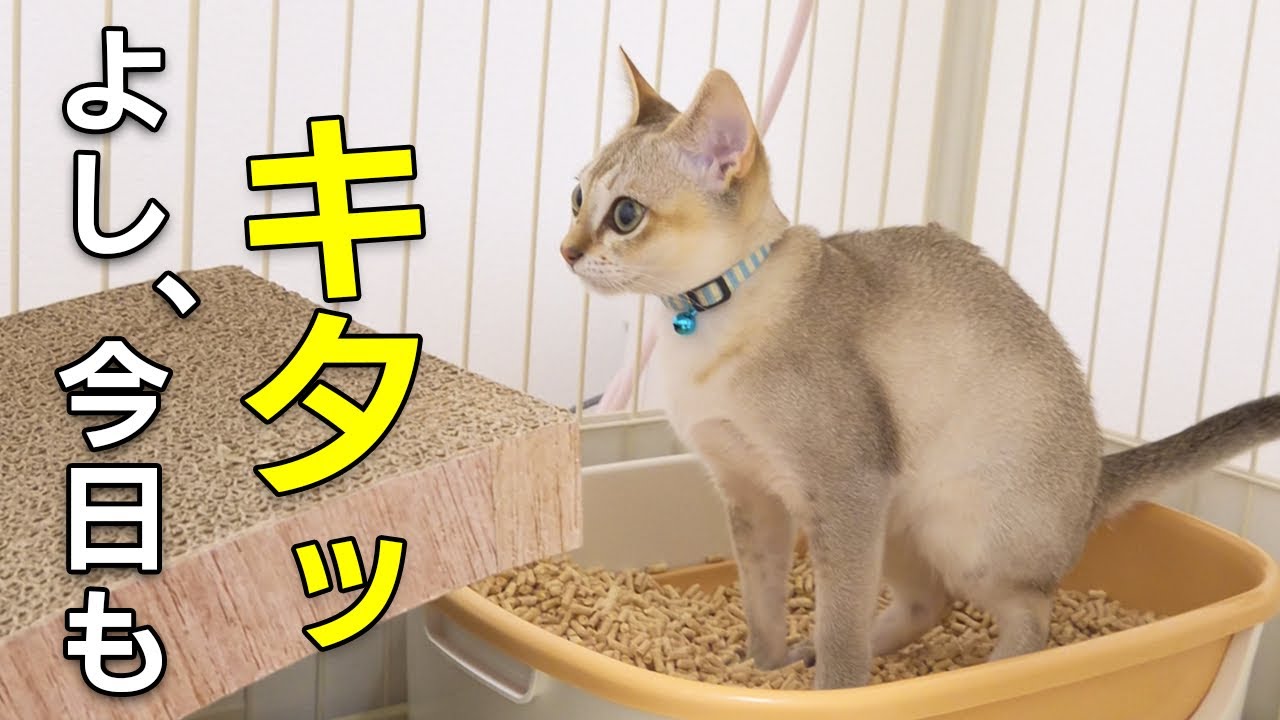 新人自宅警備猫の1日ルーティン🐈がんばる子猫の一日密着が可愛すぎてヤバい