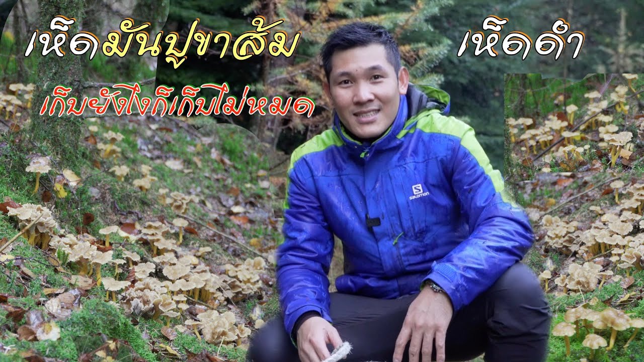 เก็บยังไงก็เก็บไม่หมด! พาหาเห็ดมันปูขาส้ม/เห็ดดำ  เก็บเห็ดวันฝนตกอีกแล้ว