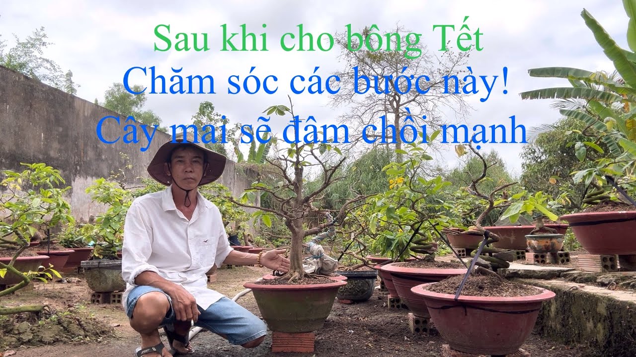 11-1ÂL!Sau khi cho bông tết chăm sóc cây mai thế nào?để giúp cây đâm chồi mạnh sau tết.