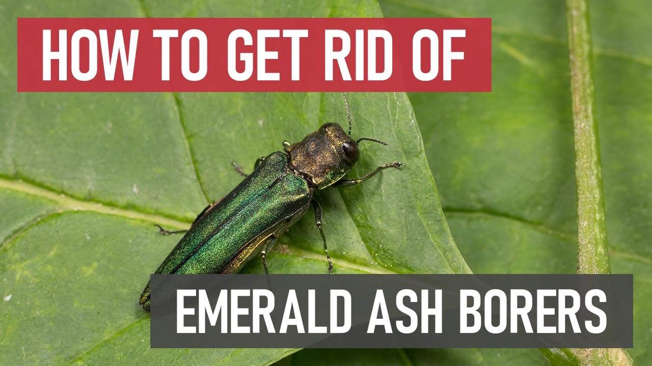 How to Get Rid of Emerald Ash Borers [DIY Pest Control]