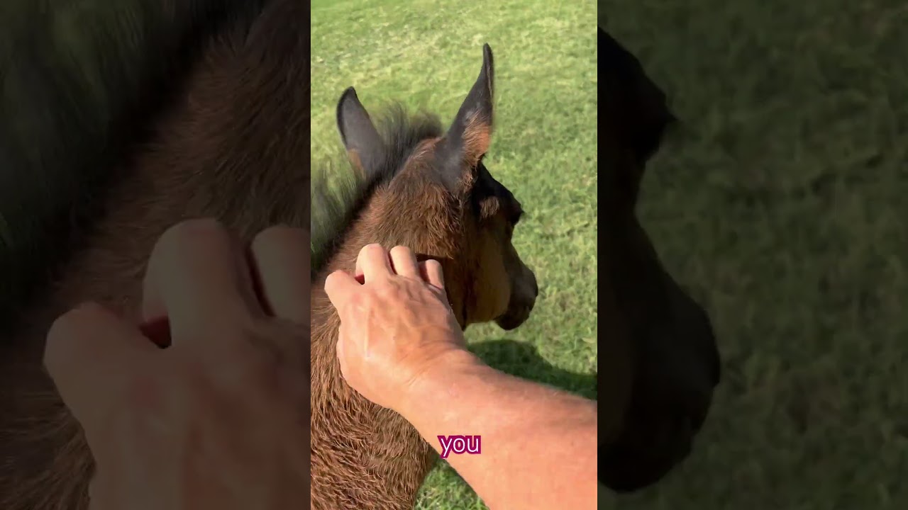 DJ comes to a whistle! #horse #horsetraining #veteran #rfdtv