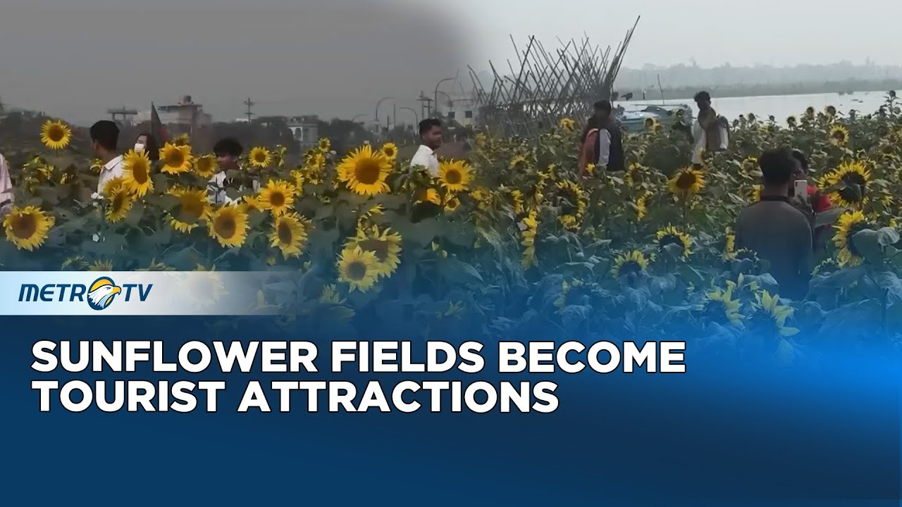The Beauty of Sunflowers in Narsingdi
