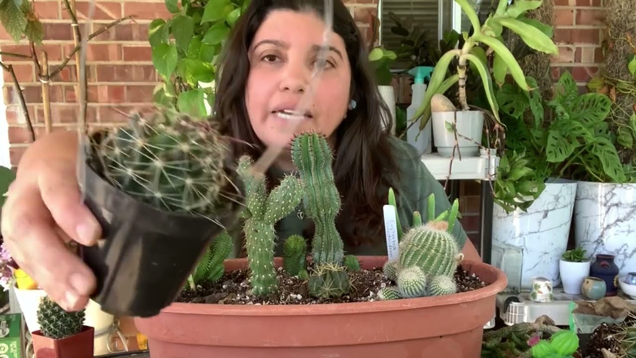 Arreglo de cactus y euphorbias