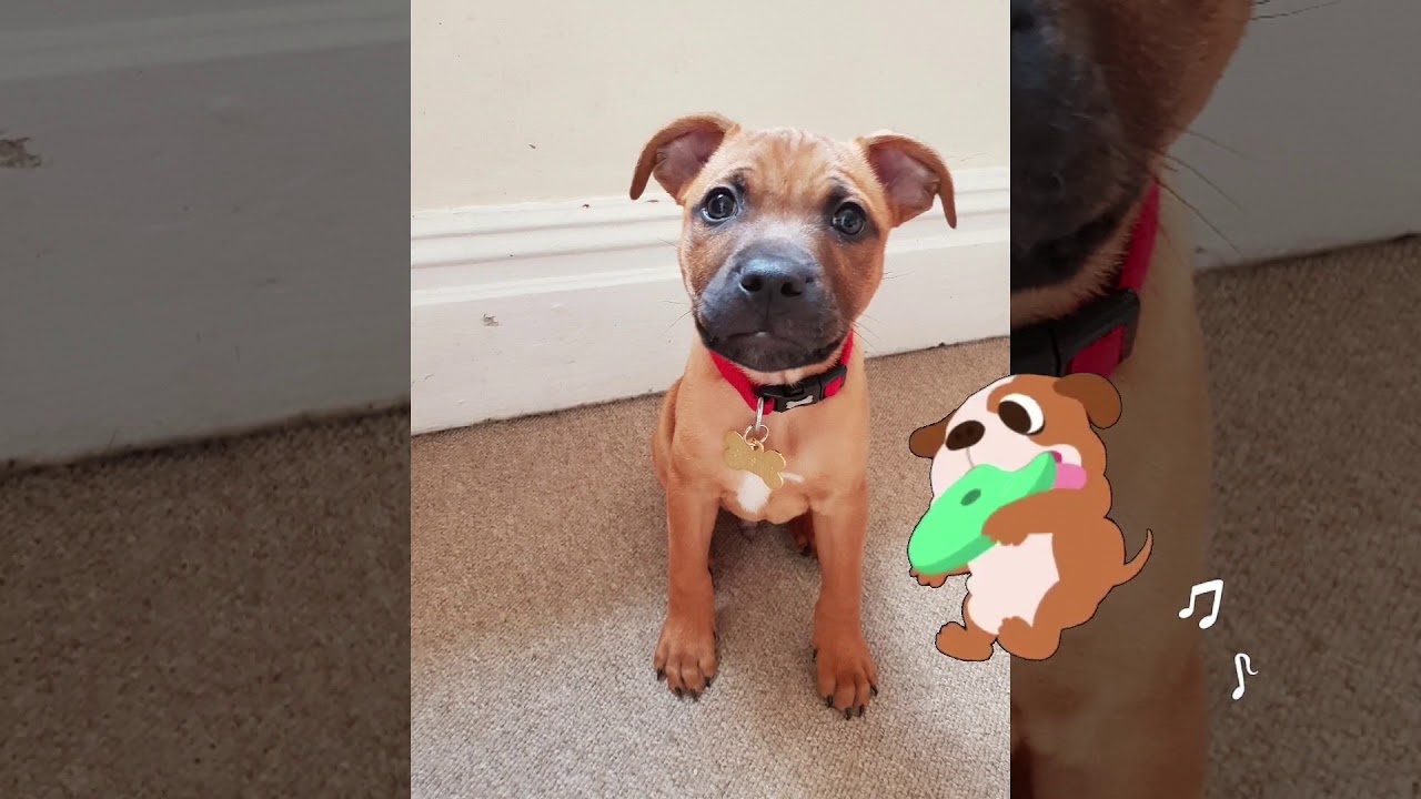 Staffy growing up 8 weeks to 1 year old