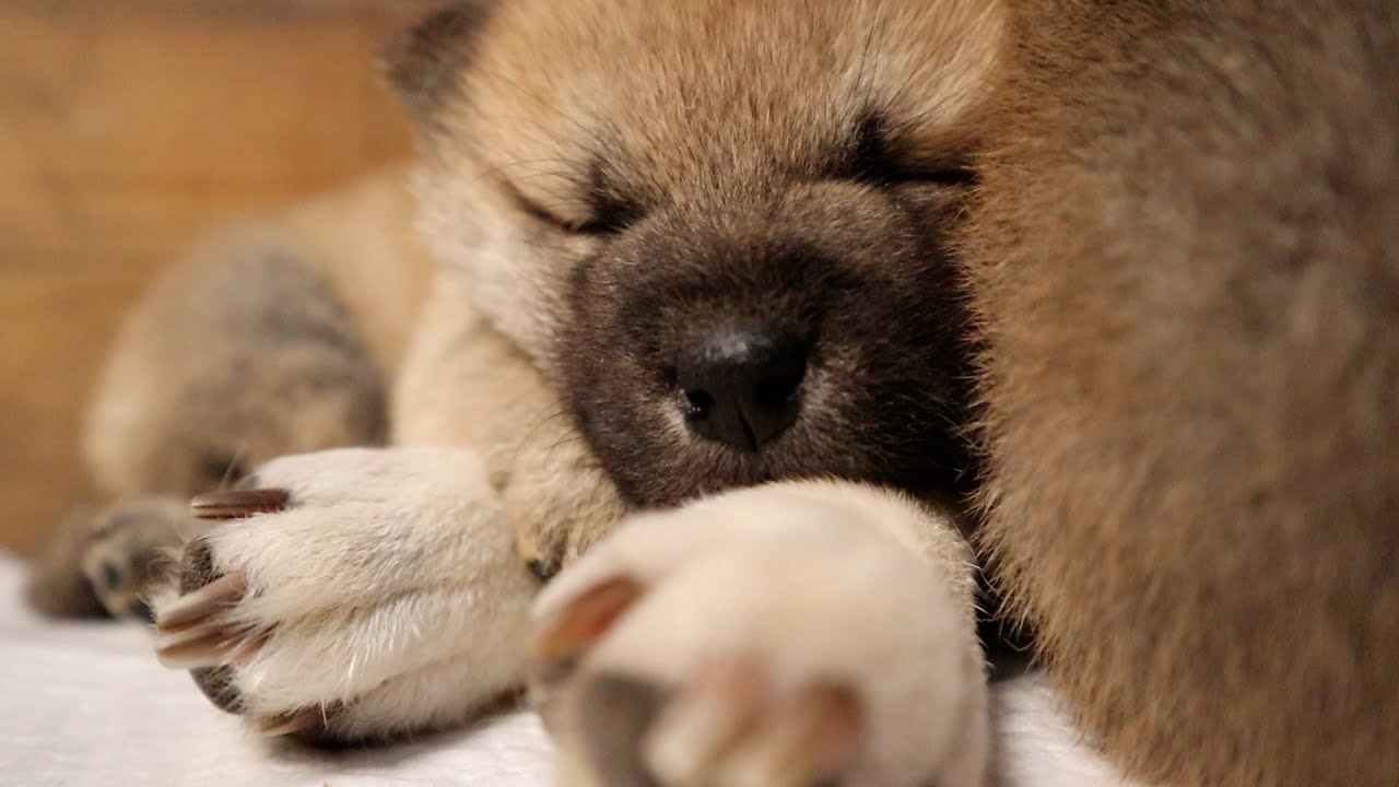 From newborn cuties to playful fighters: Shiba Inu puppies' 7 to 21 day transformation! #shibapuppy