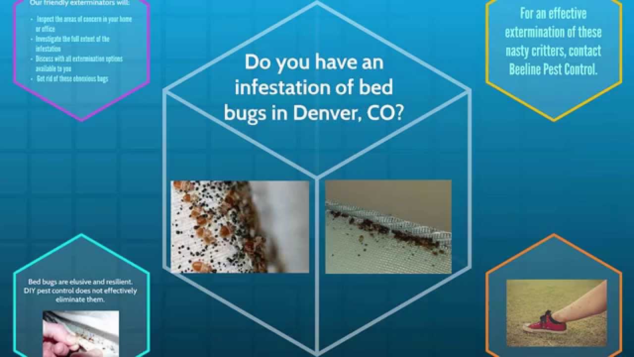 Bed Bug Pest Control Denver, CO