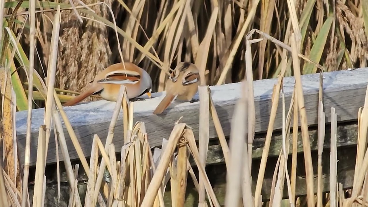Federsee, Schwäne, Enten, Bartmeisen und andere