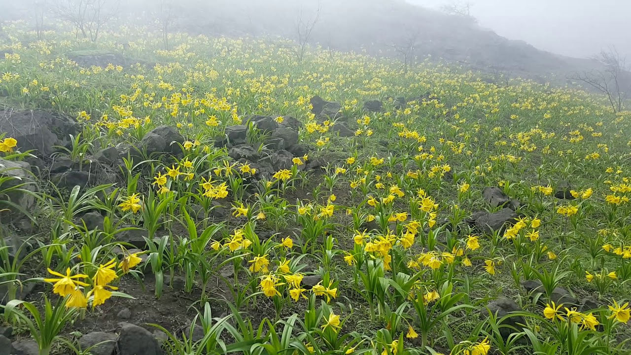 Flor de Amancaes #Lomas #amancaes