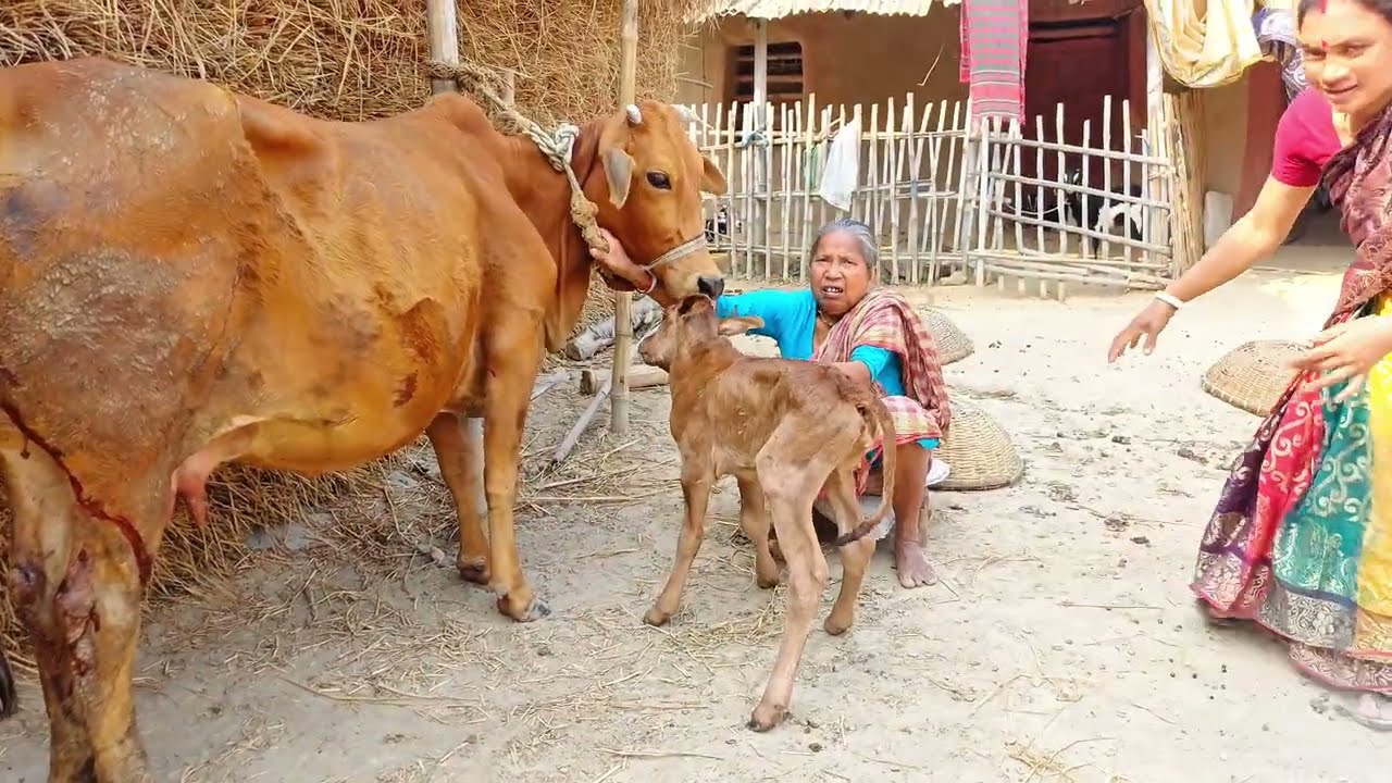 গরু বাচ্চাটা শুধু ঘুরে এমন কেন করে ভাই। RS Minu Agro