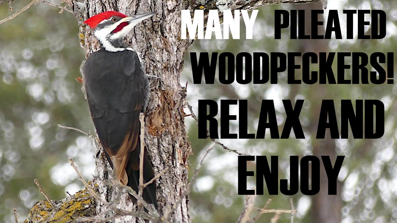 Pileated Woodpeckers - In Pairs! Set to Beautiful Music, Footage & Photos, Flight, Forage, Behavior