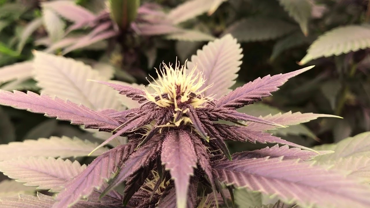Mass Medical Strains - Overgrown Mother Plants,Week 3 Of Flowering