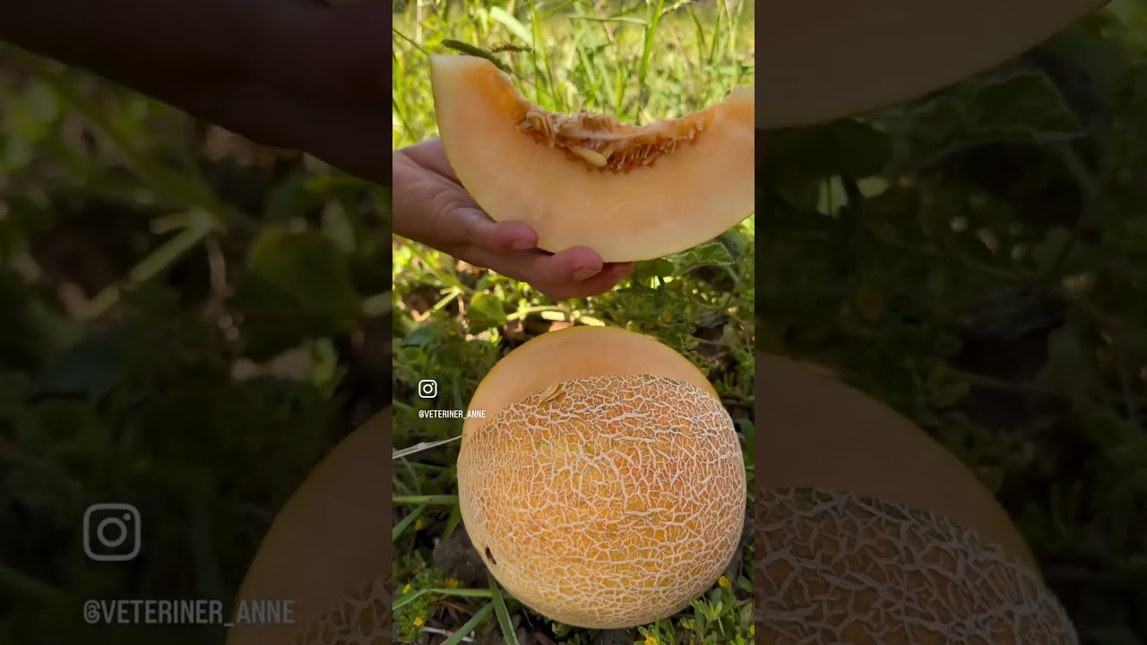 Ananas Kavunumuzu Kesiyoruz! :)