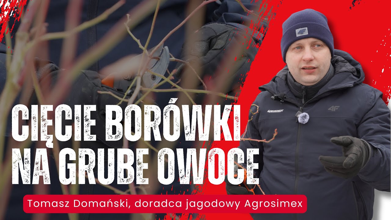 Tomasz Domański pokazuje, jak ciąć krzewy borówki, żeby owoce były WIĘKSZE!