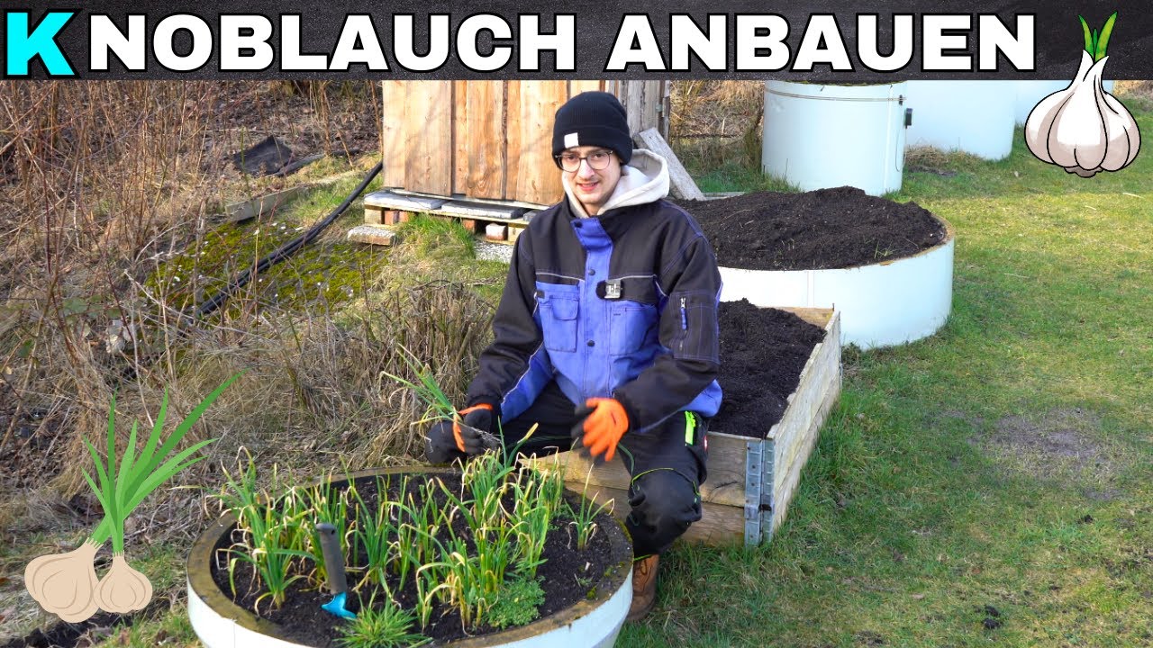 Knoblauch anbauen im Garten - Versuch im Hochbeet