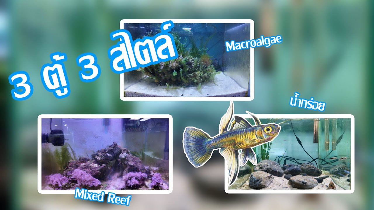 3 ตู้ 3 สไตล์ ตู้สาหร่าย ตู้ Mixed Reef ตู้น้ำกร่อย
