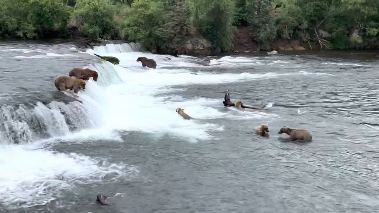 Katmai National Park, Brooks Falls July 15, 2022