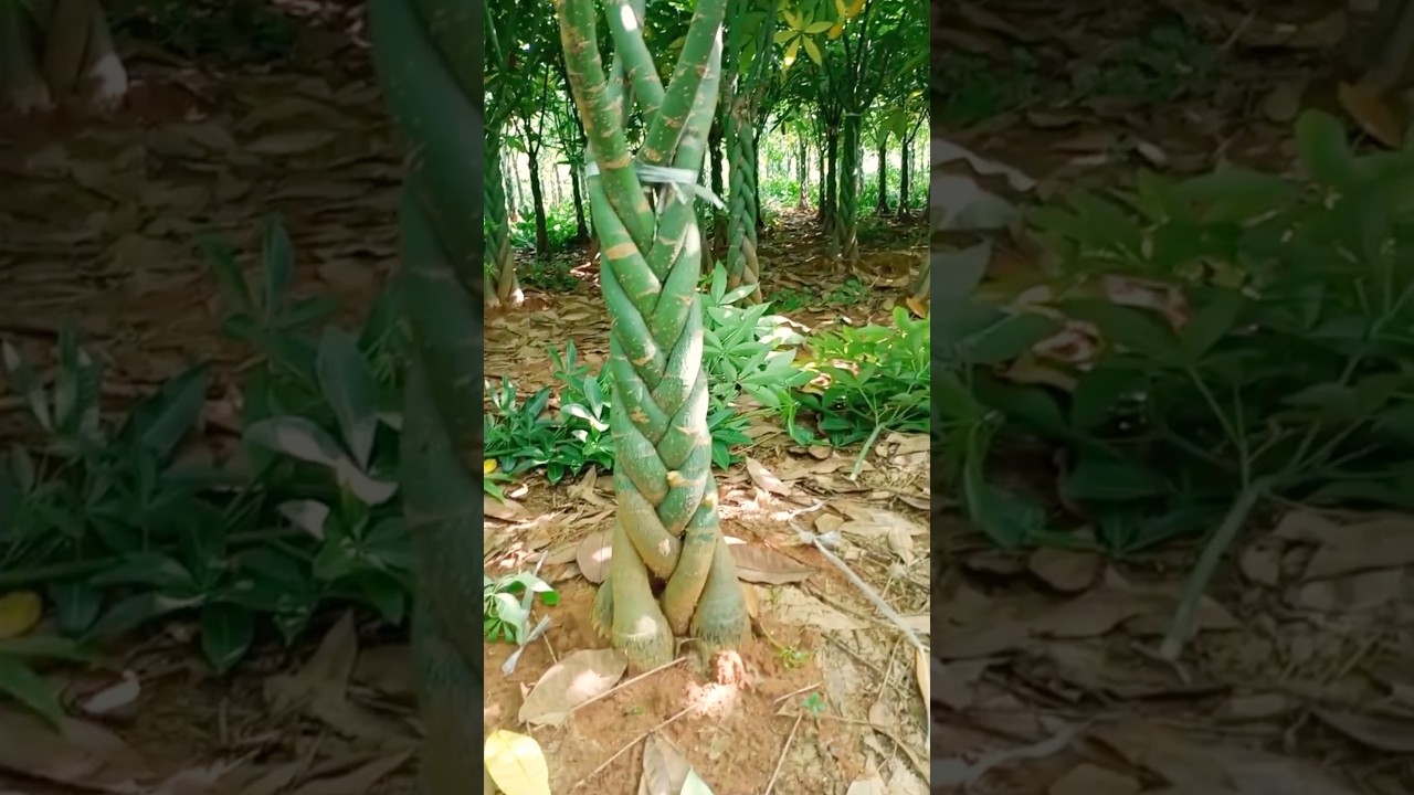 Technique for Braiding Money Trees #farmingtech @HappyFarm85