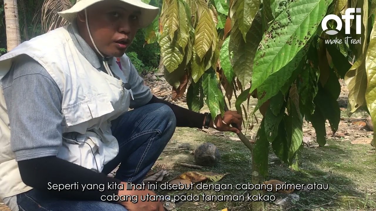 Pemangkasan Bentuk Tanaman Kakao Umur 1 Tahun.
