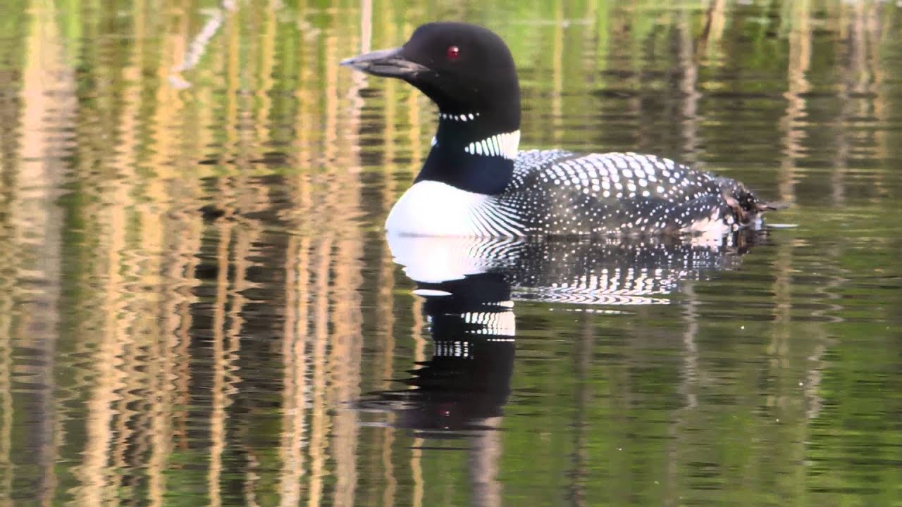 Un plongeon huard ( a Loon ) sur un étang et on l'entend crier.