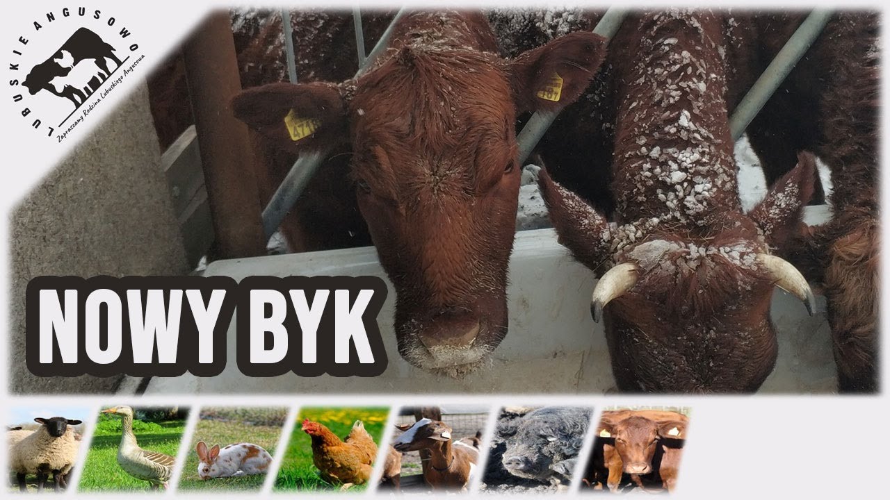 Lubuskie Angusowo - S4 E1 - Nowy byk na farmie, wycielenie przy -13&deg;C