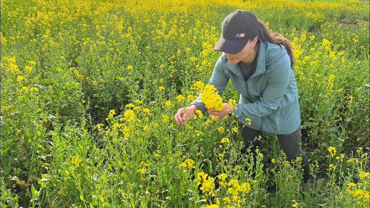 Wild Field Mustards-Foraging and Cooking