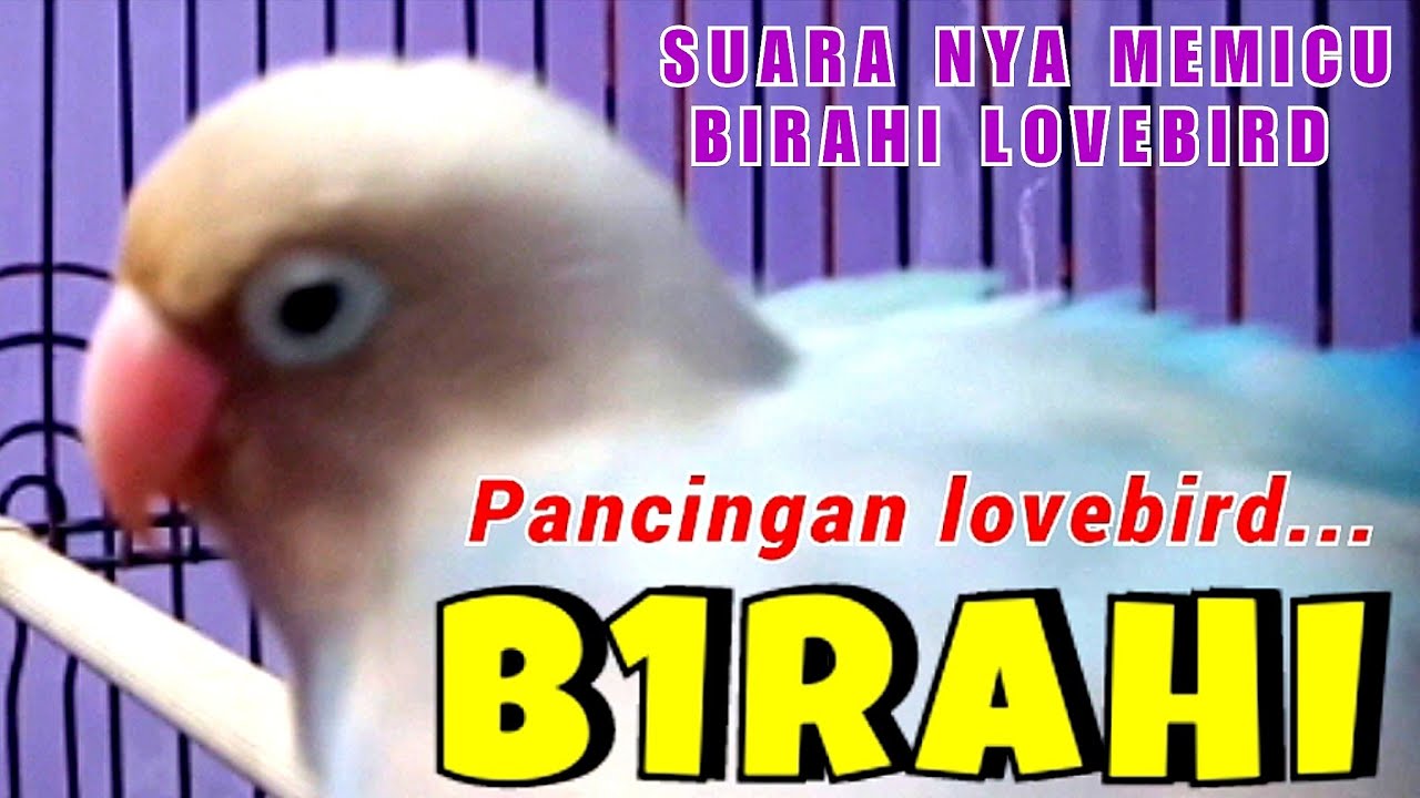 Pancingan Lb Betina Birahi Memicu Lb Jantan Birahi & Lb Betina Birahi