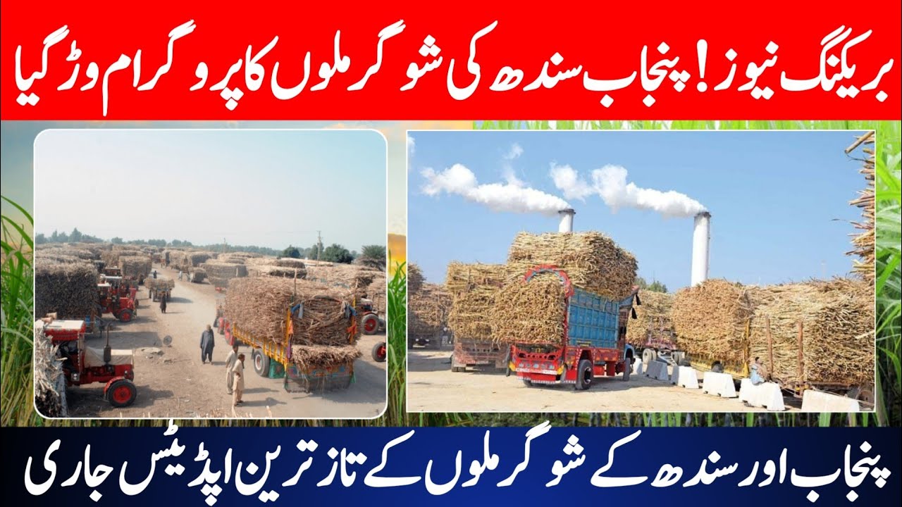 Sugar Mills Crisis 2026 | Sindh & Punjab Mills Closing Update | Cane Shortage Alert
