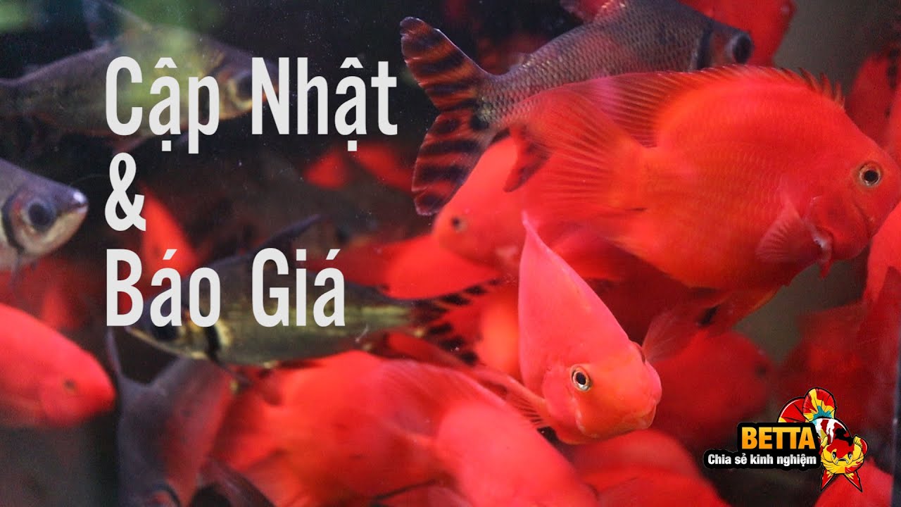 CẬP NHẬT VÀ BÁO GIA CÁC LOẠI CÁ HỒNG KÉT TẠI CỬA HÀNG