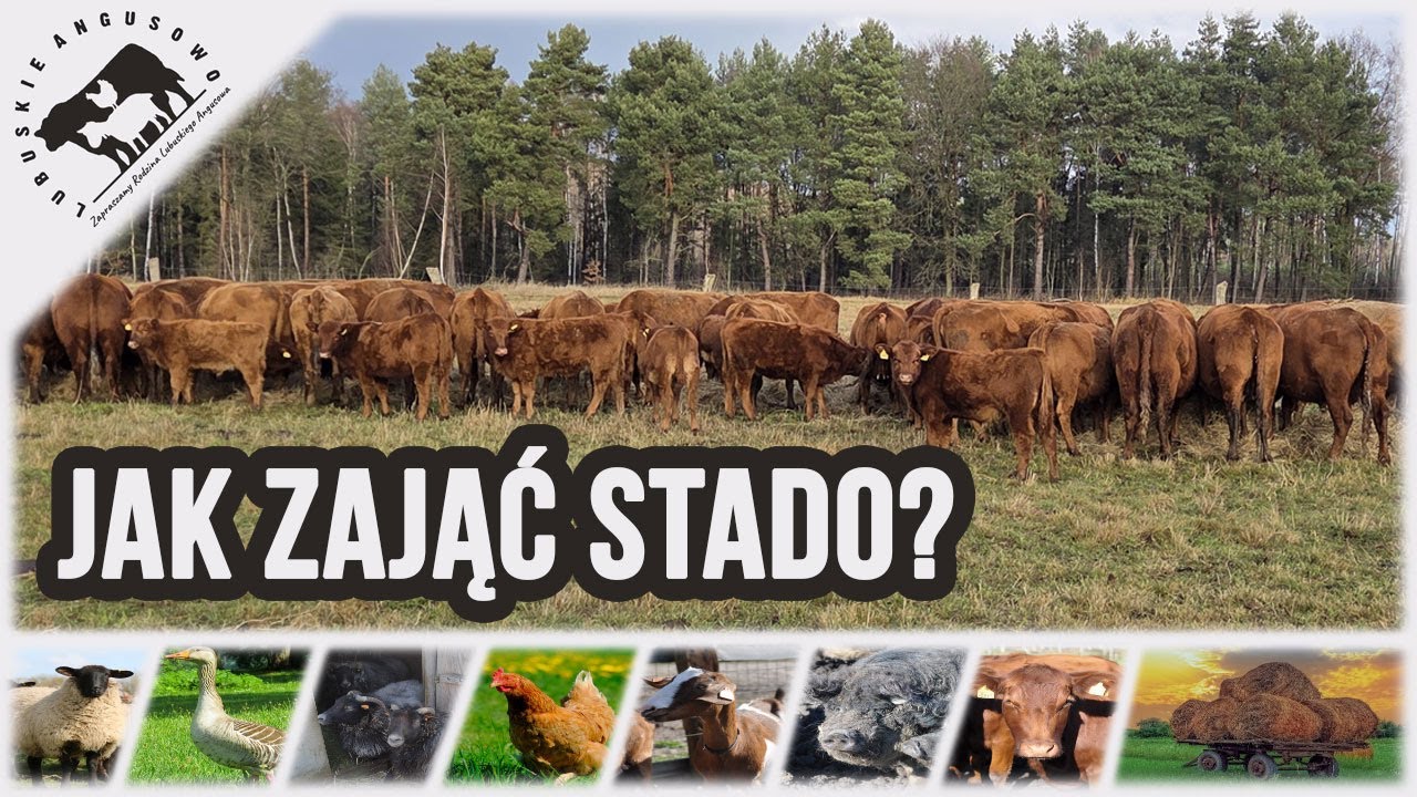Lubuskie Angusowo - S8 E33 - Bale grazing - jak zająć stado. Wrzody żołądka - to pomogło !!!