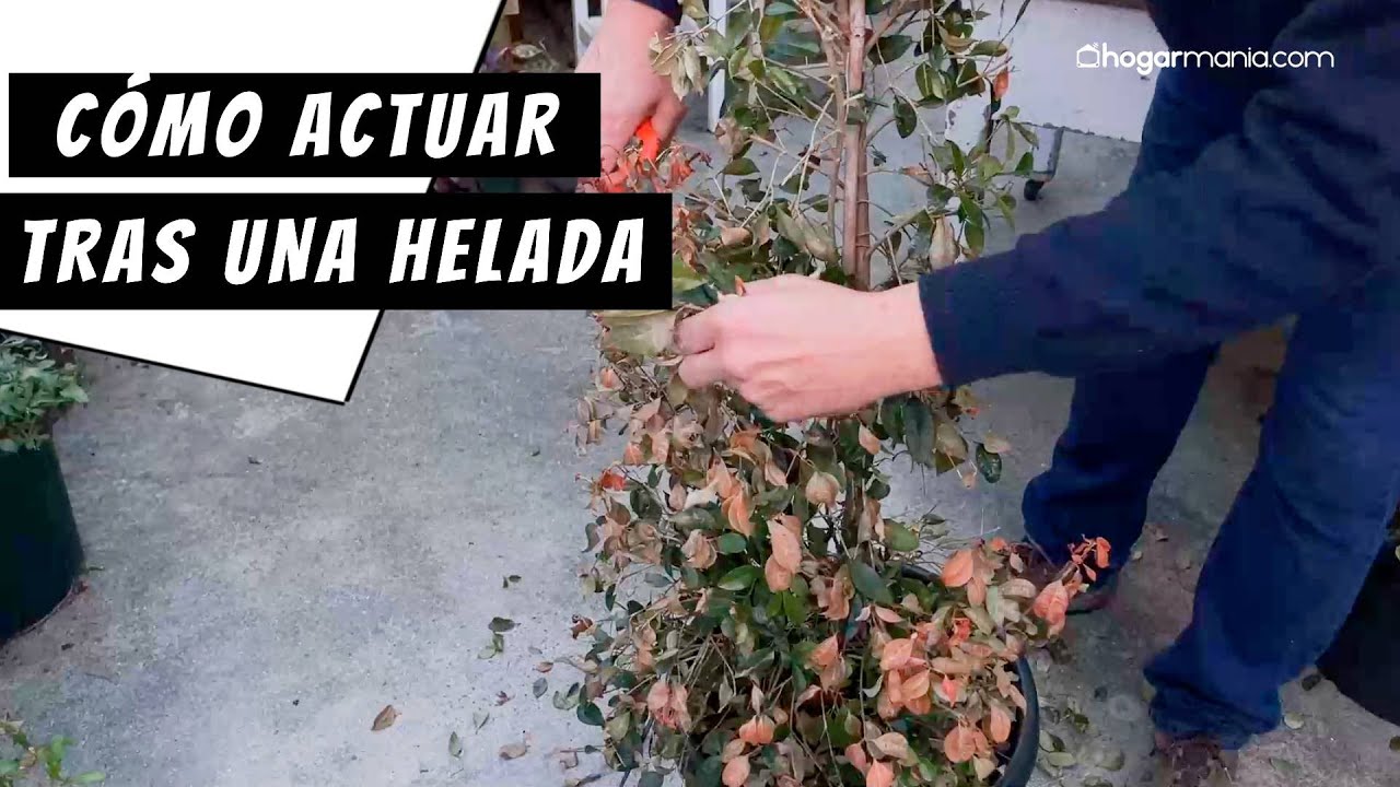 Como tratar una planta tras una helada: La clave para sanear la Eugenia myrtifolia  // Hogarmania