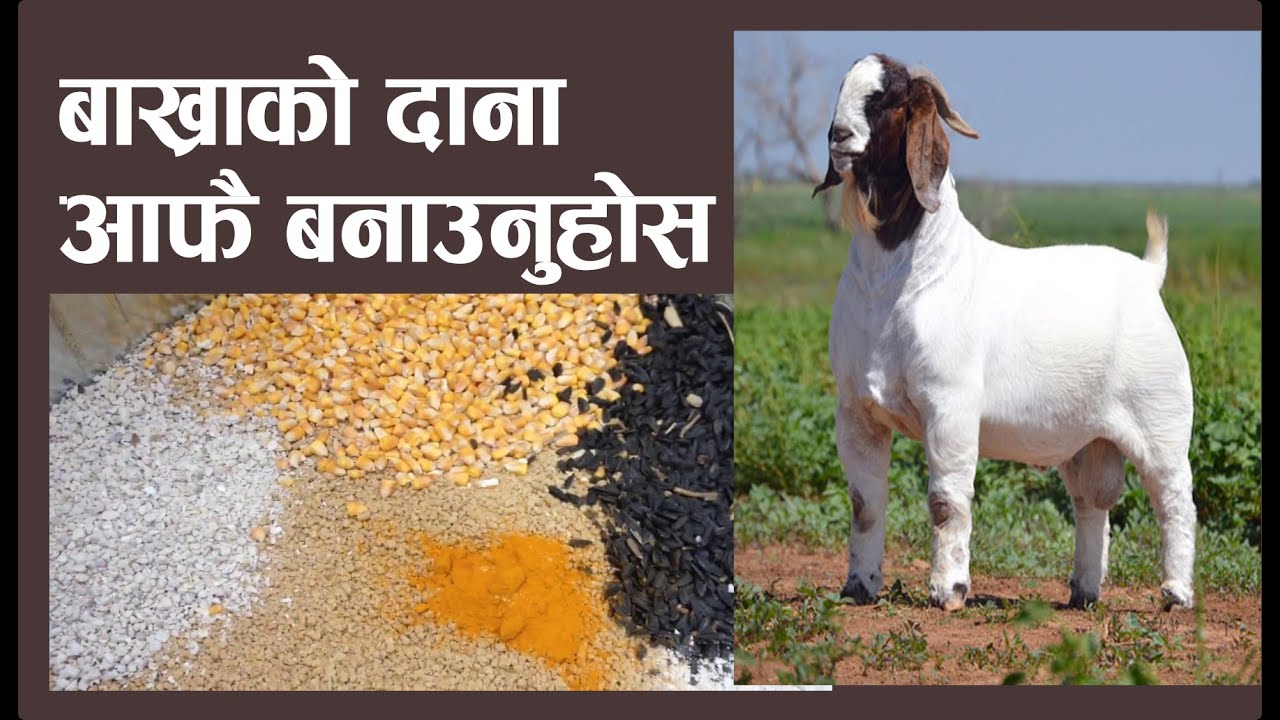 बाख्राको पौष्टिक दाना घरमा बनाउनुहोस्, कहिले घाटा हुदैन!  [ Bharat Raj Gautam ]