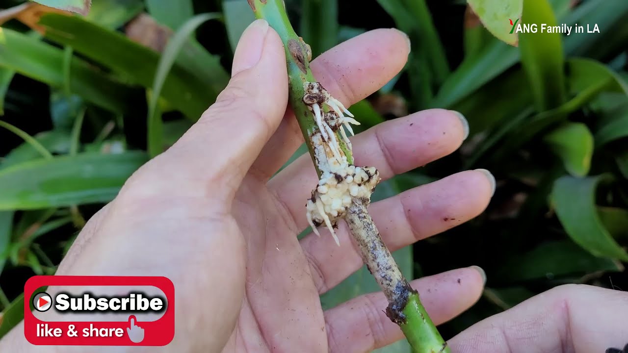 How to prepare rose stems to get more roots efficiently (如何处理玫瑰/月季花枝条以最大程度获得更多的根系 )