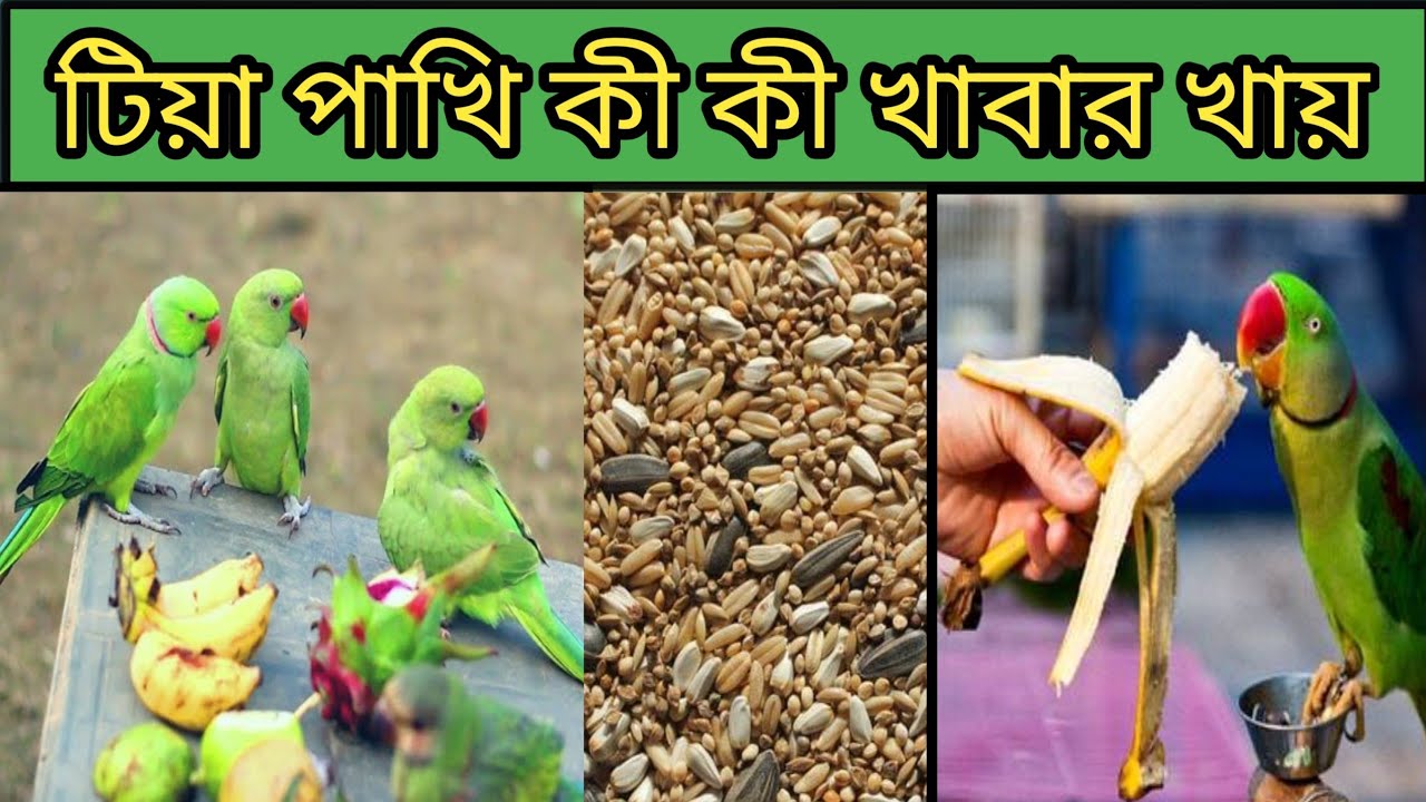 টিয়া পাখির খাবার তালিকা | Tiya Pakhir Khabar| What to Feed your Parakeet |Parrot Food