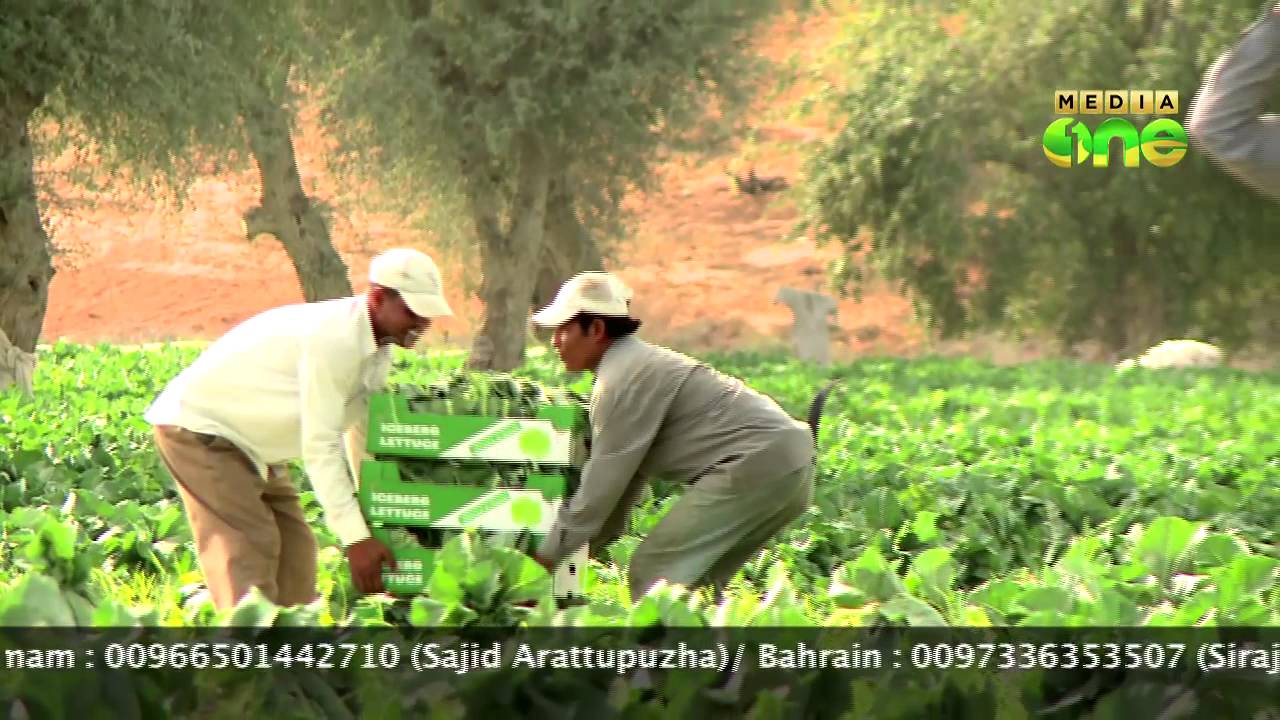 Weekend Arabia 50th Episode Part2- Success story Vijayan in Agricultur at Ras al khaimah