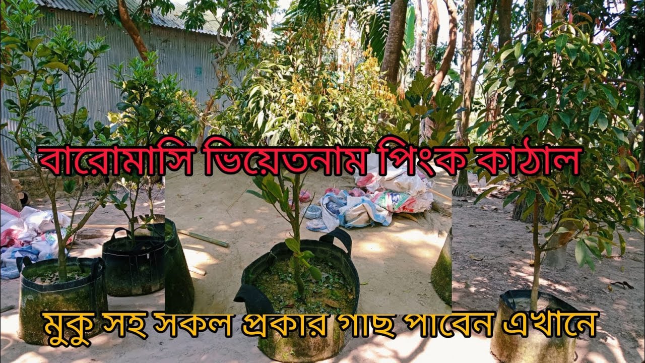 কাঠাল,লিচু জাম্বুরা, জলপাই ইত্যাদি সকল প্রকার গাছ পেতে যোগাযোগ করুন ০১৭৩৯৩৭৯১৭৮