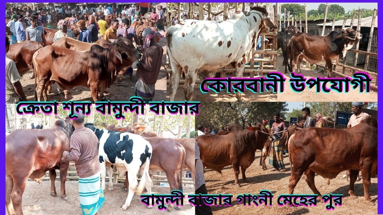 ক্রেতা শূন্য রমজানের দ্বিতীয় হাট বিক্রেতা হতাশ রূপসী গরুর সমাহারবামুন্দী বাজার গাংনী মেহের পুর ২৬ইং