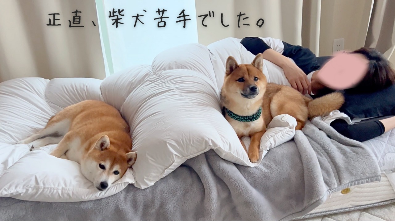 柴犬嫌いが柴犬を飼ってしまった末路がこちら【多頭飼い】