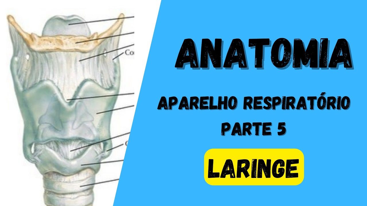 ANATOMIA HUMANA - Aparelho respiratório (Parte 5) - Laringe