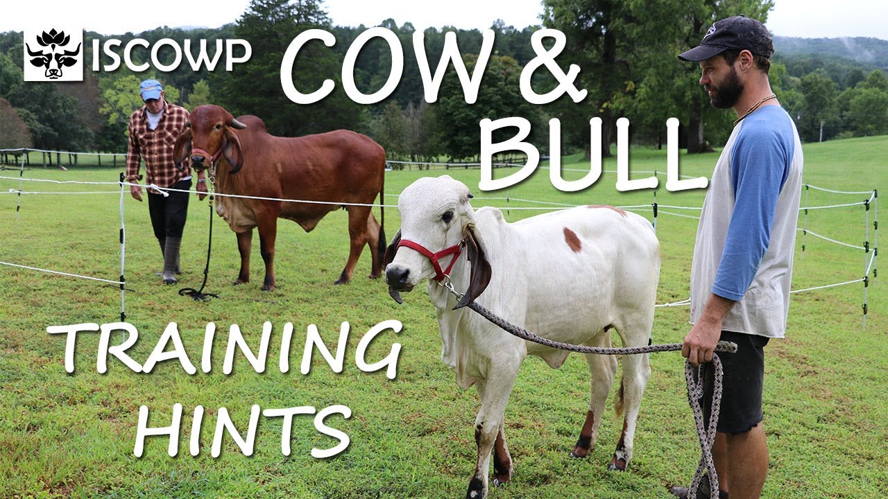 Cow and Bull Training Hints