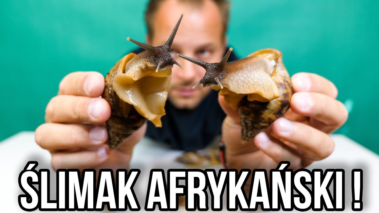 CIEKAWOSTKI O HODOWLI ŚLIMAKA OLBRZYMA W DOMU