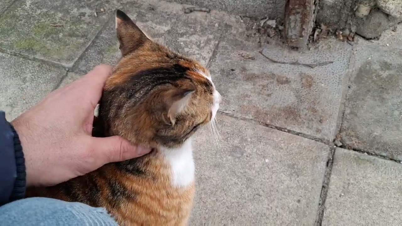 Едно Котешко Приятелче