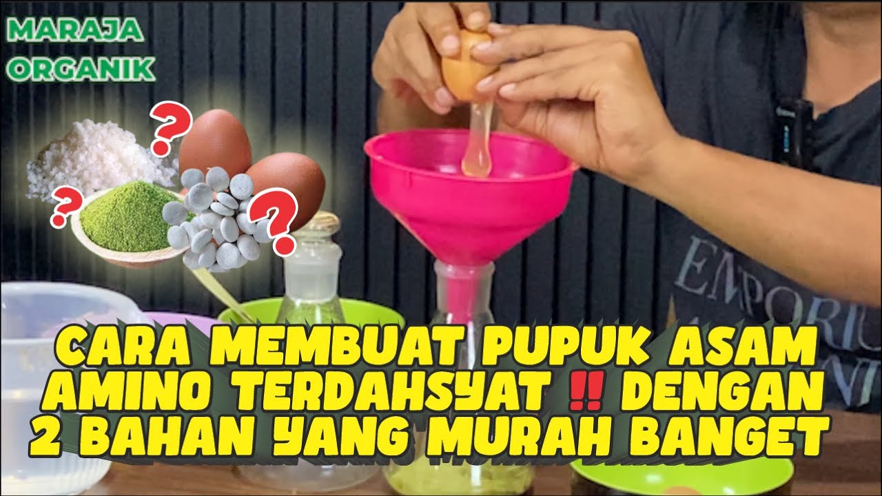 CARA MEMBUAT PUPUK ASAM AMINO TERDAHSYAT‼ DENGAN 2 BAHAN YANG MURAH‼️RUGI KALAU TIDAK NONTON💯