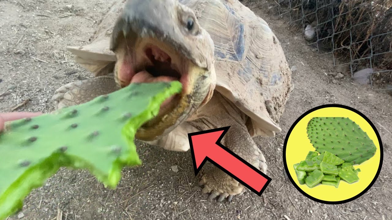 Feeding Rhino Some Cactus!