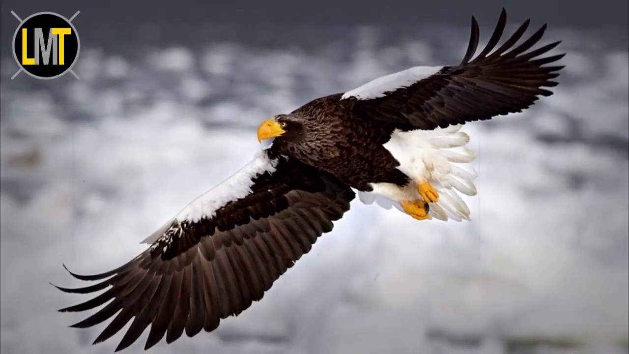 7 Aigles Les Plus Puissants Et Efficace Au Monde