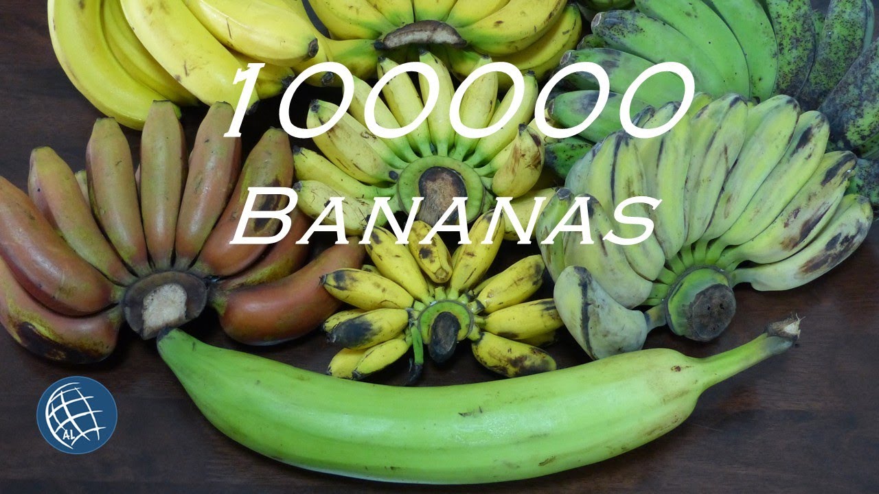 All about Bananas | Documentary